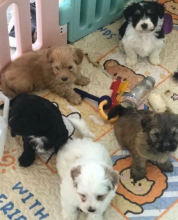 Purebred Havanese puppies for sale