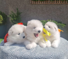 Samoyed puppies health tested, KC
