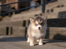 Tiny micro/toysize Pomsky puppies for sale