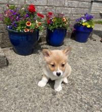 Welsh Corgi Pembroke puppies for sale