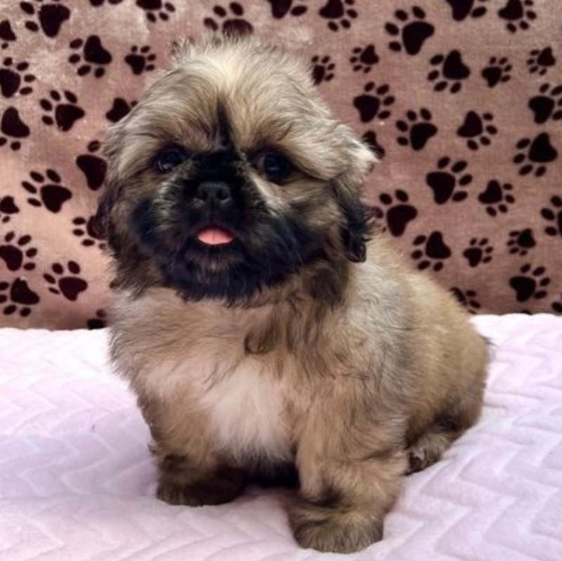 Beautiful Shih Tzu Puppies Image eClassifieds4u