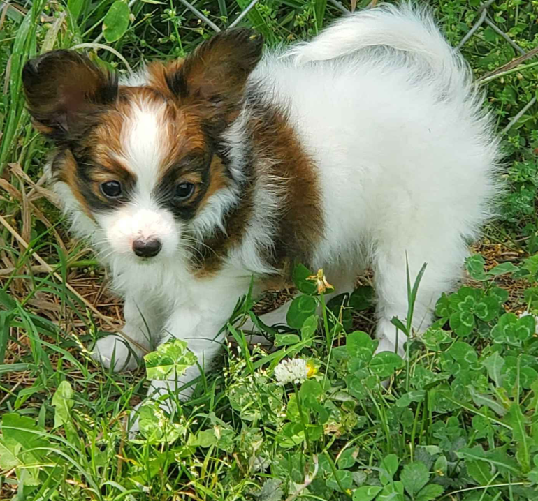 Home raised Papillon pups available Image eClassifieds4u