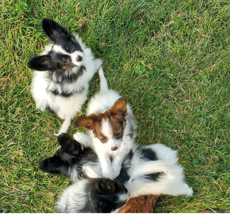 Home raised Papillon pups available Image eClassifieds4u