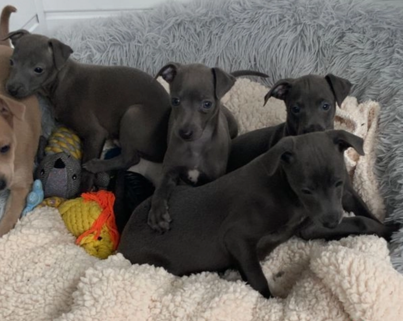 KC REG ITALIAN GREYHOUND PUPPIES Image eClassifieds4u