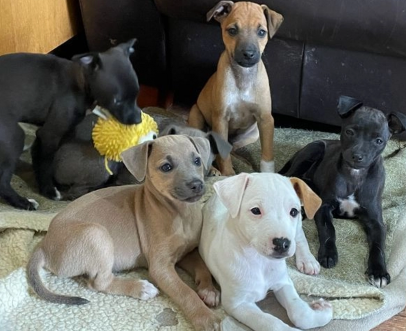KC REG ITALIAN GREYHOUND PUPPIES Image eClassifieds4u