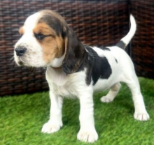 🌸Beagle puppies for sale 🌸 Image eClassifieds4u 1