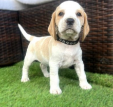 🌸Beagle puppies for sale 🌸 Image eClassifieds4u 4