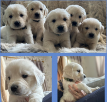 🔥🔥Gorgeous Light Golden Retriver Pups 🔥🔥 Image eClassifieds4u 2