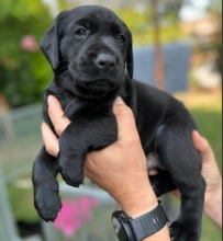 🔥🔥Gorgeous Light Golden Retriver Pups 🔥🔥 Image eClassifieds4u 1