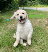 🔥🔥Gorgeous Light Golden Retriver Pups 🔥🔥 Image eClassifieds4u 4