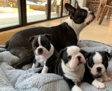 AMAZING BOSTON TERRIER PUPPIES AVAILABLE Image eClassifieds4u 2