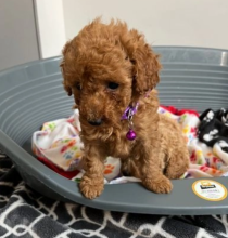Amazing Miniature poodle puppies available Image eClassifieds4u 2