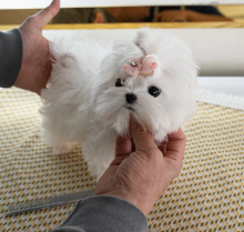 Awesome Maltese puppies available Image eClassifieds4u 2