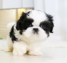 Beautiful Shih Tzu Puppies Image eClassifieds4u 3