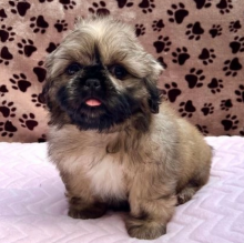 Beautiful Shih Tzu Puppies Image eClassifieds4u 1