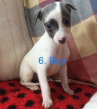 Beautiful whippet pups Image eClassifieds4u 3