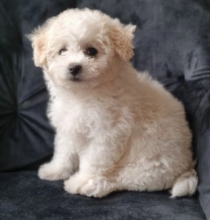 Bichon frise puppies available Image eClassifieds4u 4
