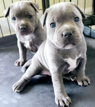 BLUE STAFFORDSHIRE BULL TERRIER BABIES Image eClassifieds4u 3