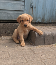 Gorgeous litter of Labrador puppies Image eClassifieds4u 2