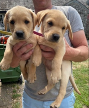 Gorgeous litter of Labrador puppies Image eClassifieds4u 3