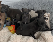 KC REG ITALIAN GREYHOUND PUPPIES Image eClassifieds4u 3