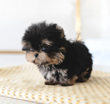 LOVELY YORKSHIRE TERRIER PUPPIES Image eClassifieds4u 3