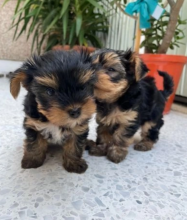 LOVELY YORKSHIRE TERRIER PUPPIES Image eClassifieds4u 2