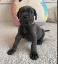 PEDIGREE CANE CORSO PUPS AVAILABLE NOW Image eClassifieds4u 3