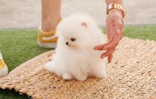 Pure breed Pomeranian puppies Image eClassifieds4u 2