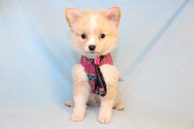 Pure breed Pomeranian puppies Image eClassifieds4u 4