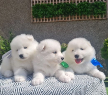 Samoyed puppies health tested, KC Image eClassifieds4u 2