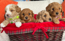 Toy Maltipoo puppies HEALTH CHECKED Image eClassifieds4u 4
