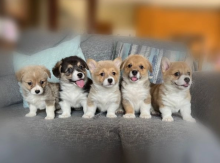Welsh Corgi Pembroke puppies for sale Image eClassifieds4u 2