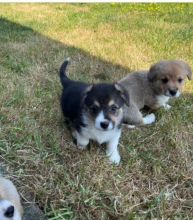 Welsh Corgi Pembroke puppies for sale Image eClassifieds4u 3