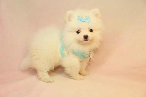 Pure breed Pomeranian puppies Image eClassifieds4u