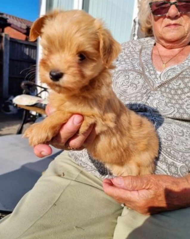 Purebred Havanese puppies for sale Image eClassifieds4u