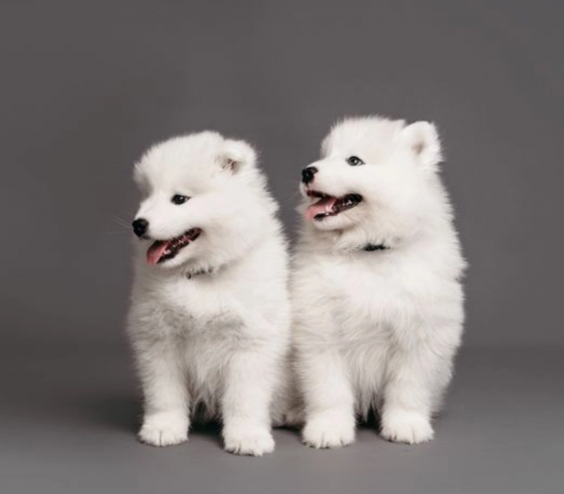 Samoyed puppies health tested, KC Image eClassifieds4u