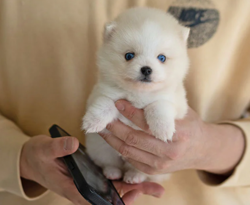 Tiny micro/toysize Pomsky puppies for sale Image eClassifieds4u