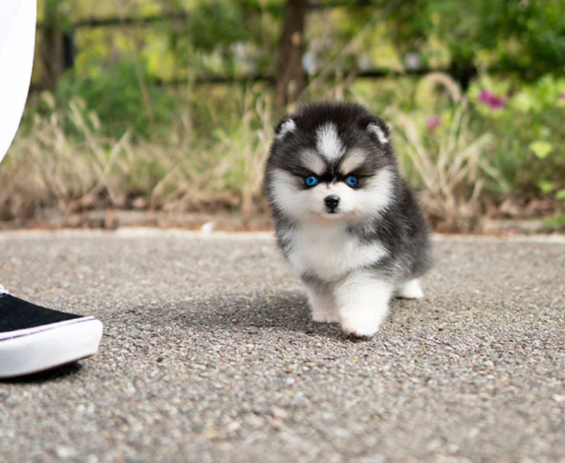 Tiny micro/toysize Pomsky puppies for sale Image eClassifieds4u