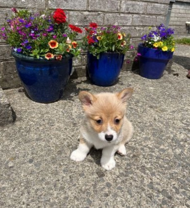 Welsh Corgi Pembroke puppies for sale Image eClassifieds4u