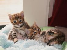 Beautiful Bengal Kittens Available