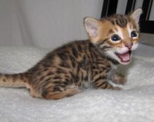 Beautiful Bengal Kittens Available
