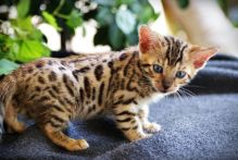 Beautiful Bengal Kittens Available