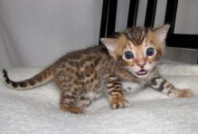 Beautiful Bengal Kittens Available