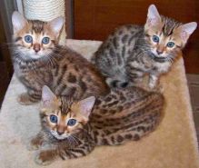 Beautiful Bengal Kittens Available