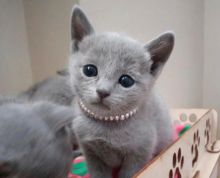 Male And Female Russian Blue Kittens