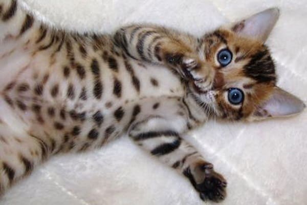 Beautiful Bengal Kittens Available Image eClassifieds4u