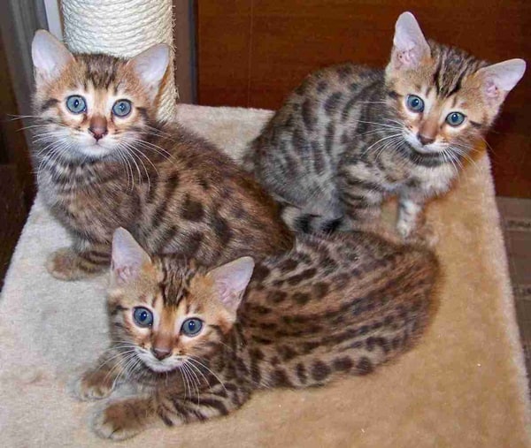 Beautiful Bengal Kittens Available Image eClassifieds4u