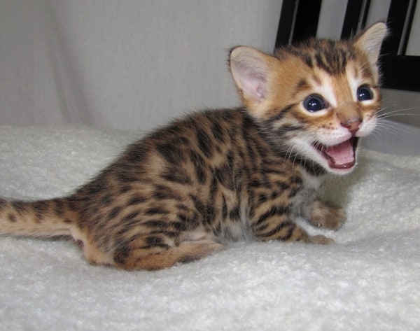 Beautiful Bengal Kittens Available Image eClassifieds4u