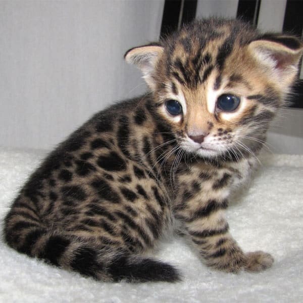 Beautiful Bengal Kittens Available Image eClassifieds4u